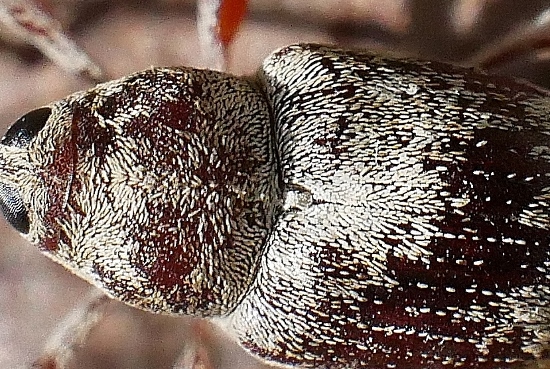 Curculio da identificare